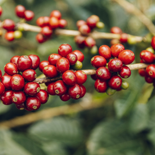 CGLE-Cherries-544x544